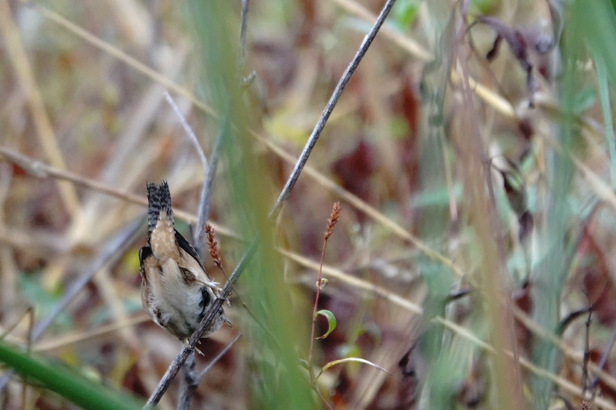 Sedge Wren - ML643801099