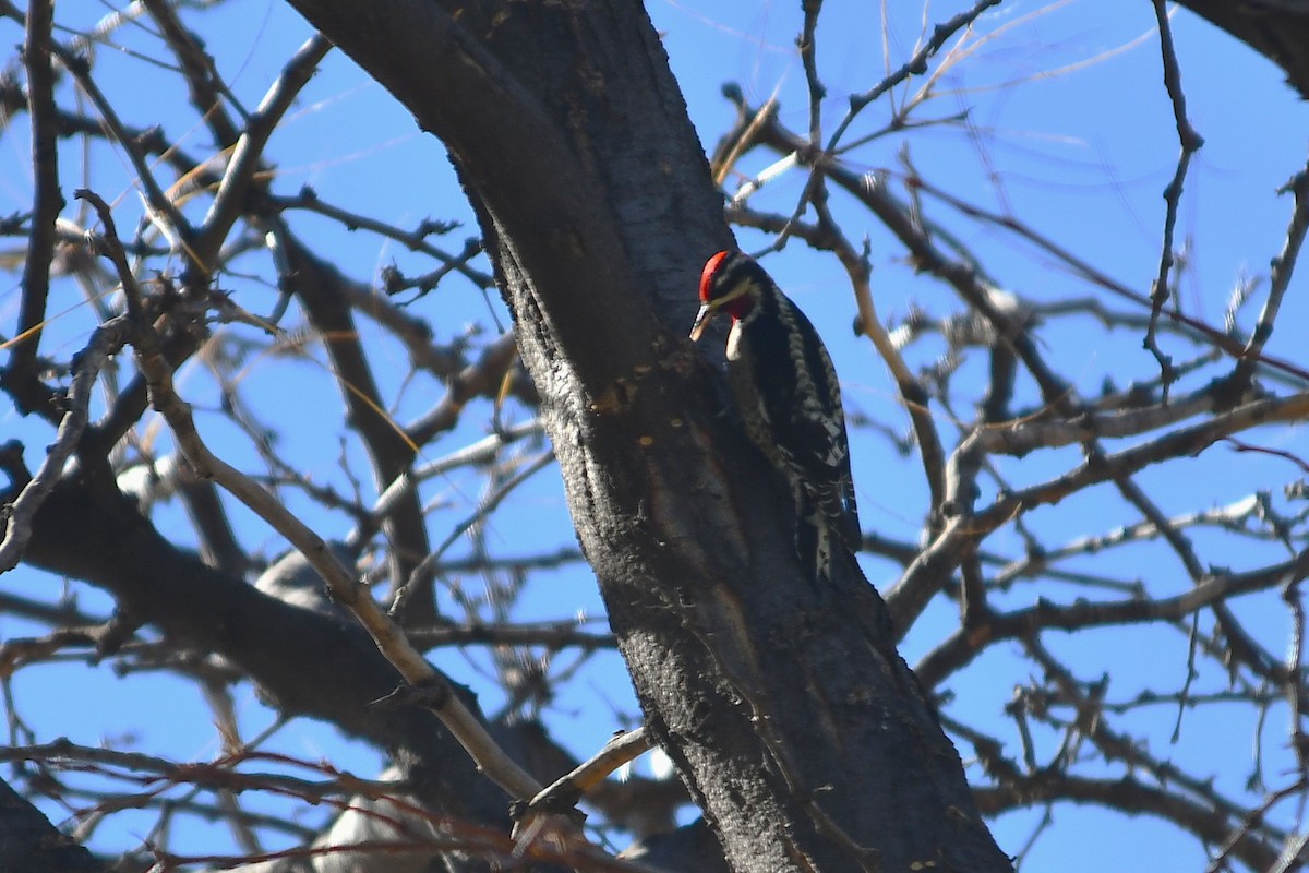 Red-naped Sapsucker - ML643801101