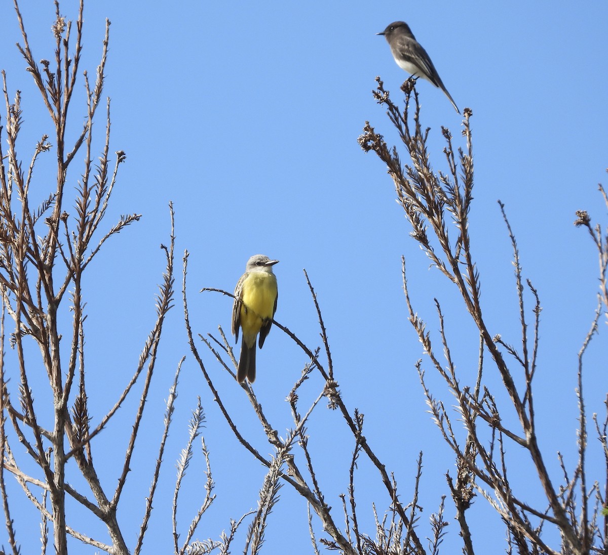 tropekongetyrann - ML643801102