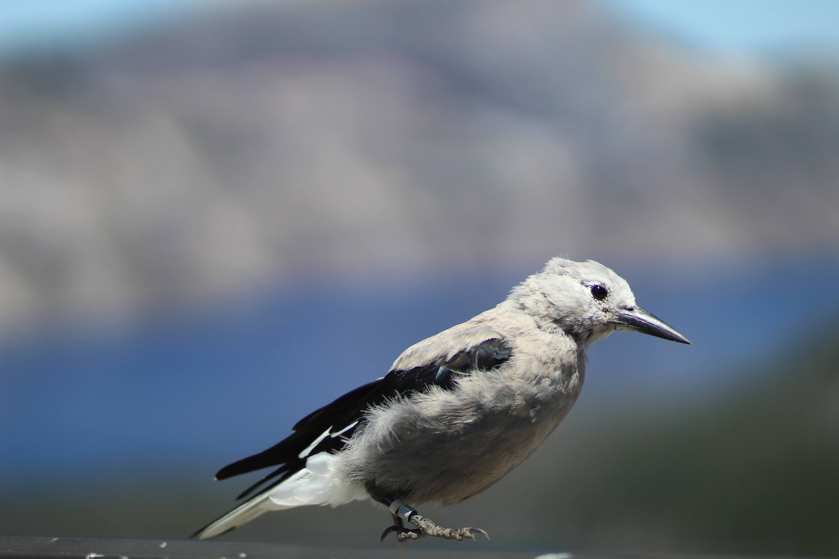 Clark's Nutcracker - ML643801104