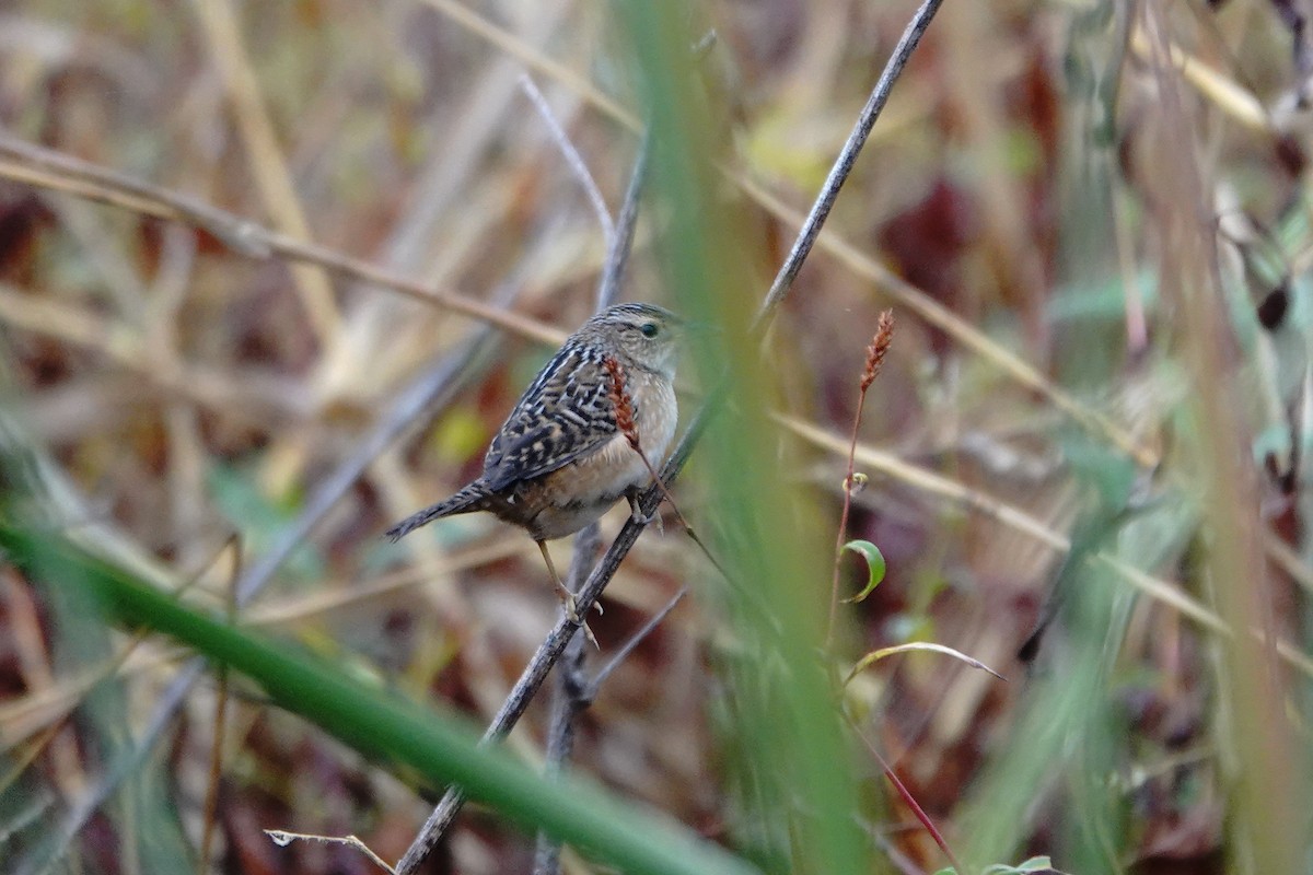 Sedge Wren - ML643801107