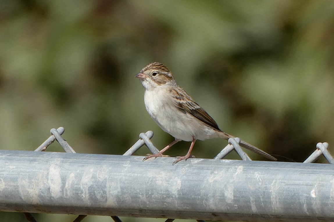Brewer's Sparrow - ML643801111