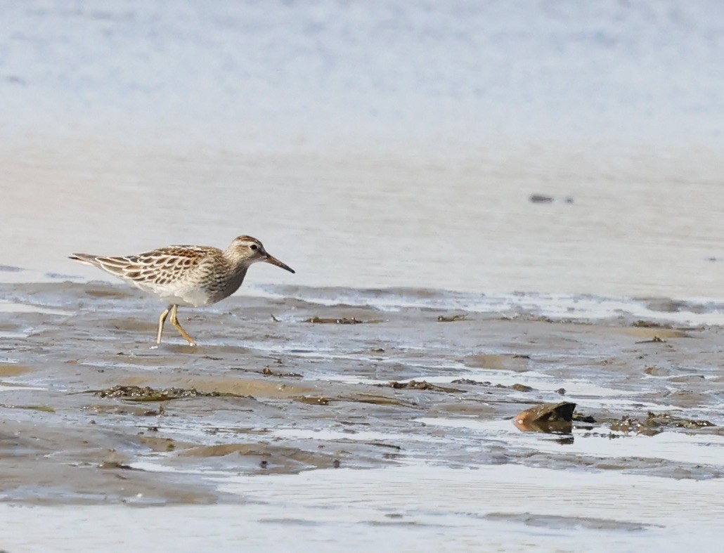 Pectoral Sandpiper - ML643801120