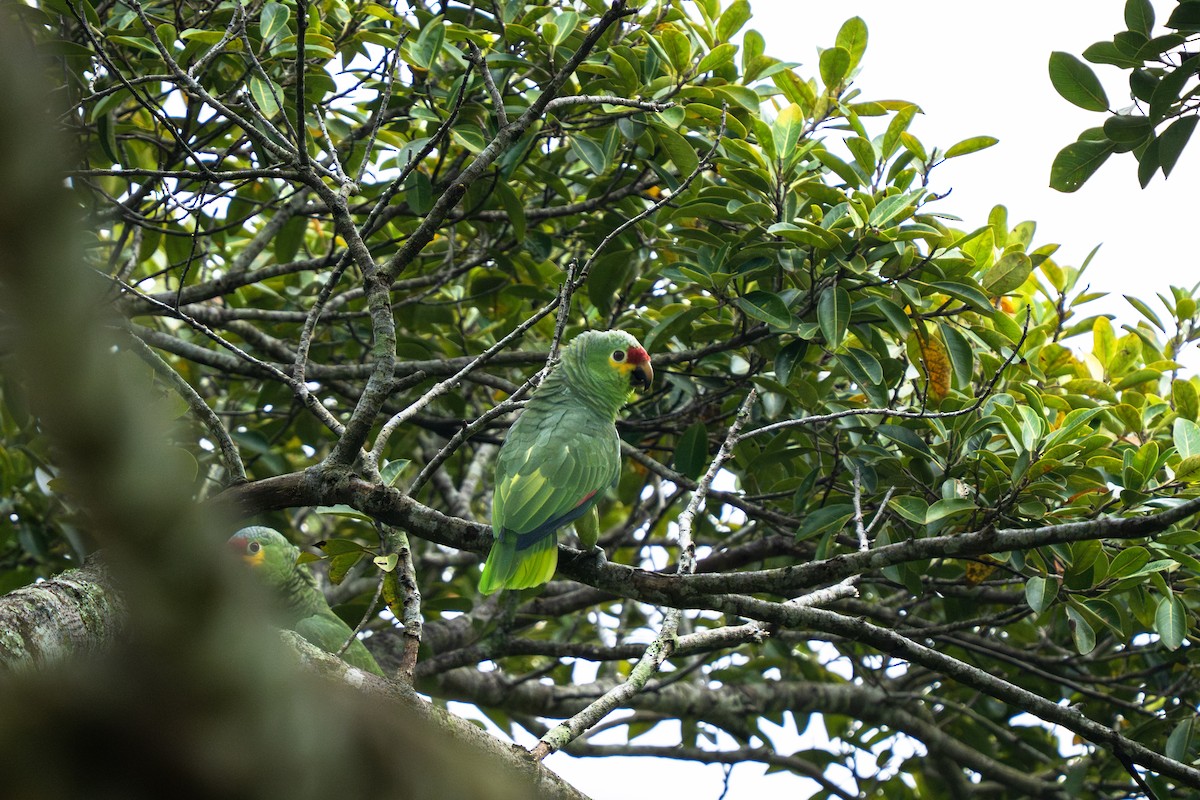 Red-lored Amazon (Red-lored) - ML643801147