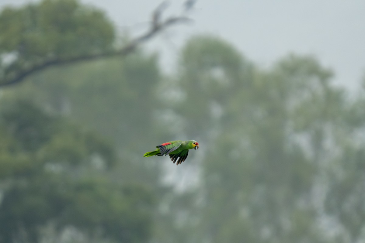 Red-lored Amazon (Red-lored) - ML643801156