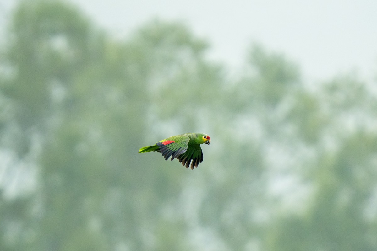 Red-lored Amazon (Red-lored) - ML643801169