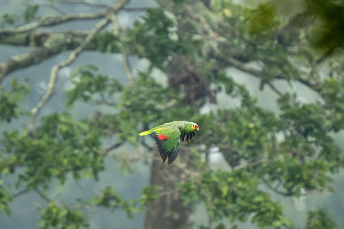 Red-lored Amazon (Red-lored) - ML643801172