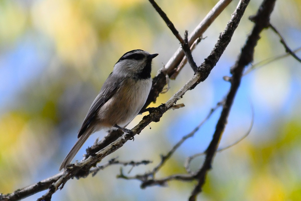 Mountain Chickadee - ML643801173