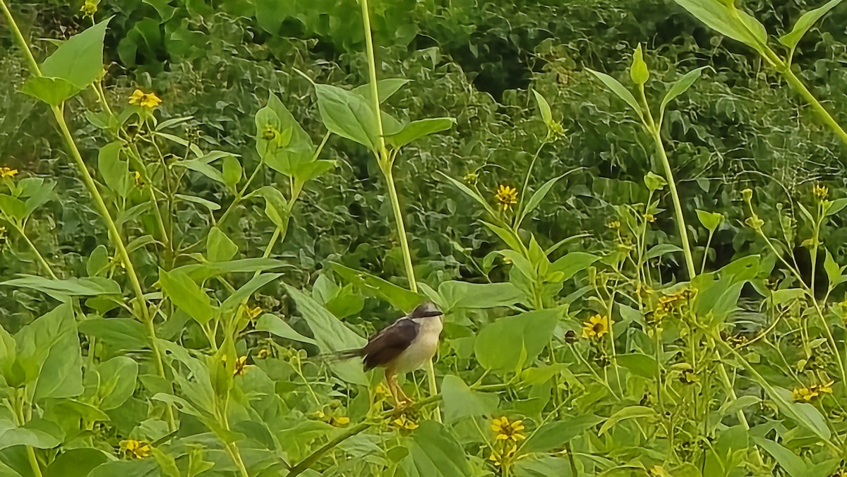 Ashy Prinia - ML643801174