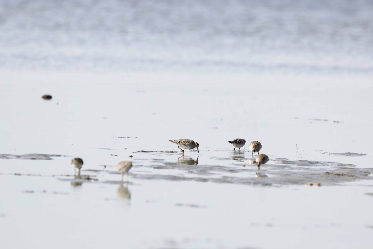Pectoral Sandpiper - ML643801184