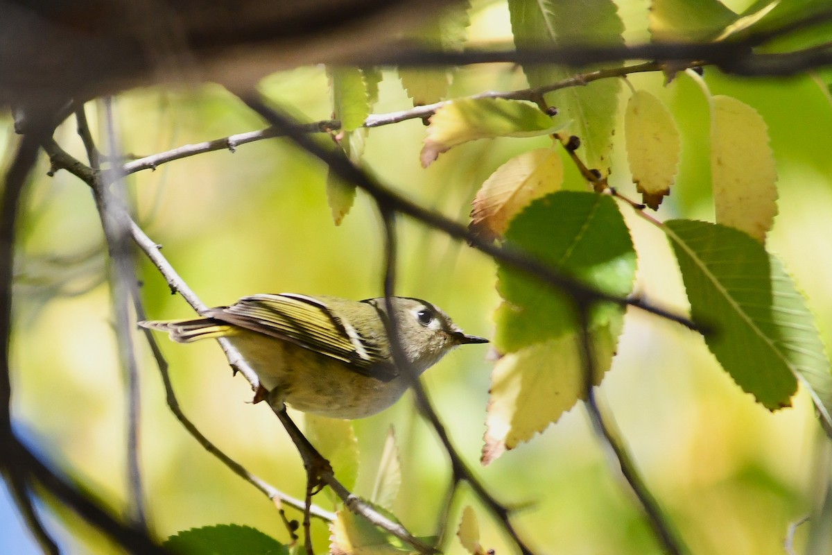 Ruby-crowned Kinglet - ML643801194