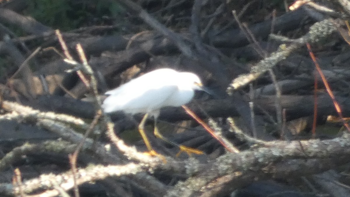 Snowy Egret - ML643801196