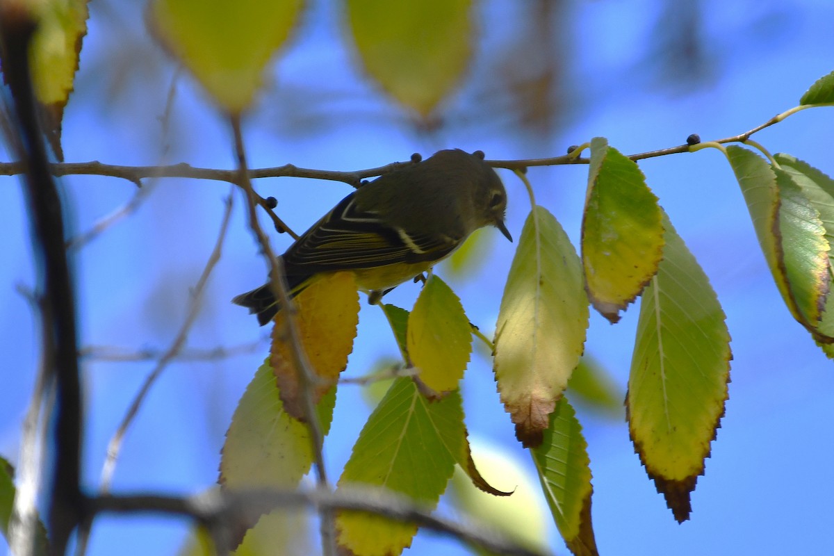 Ruby-crowned Kinglet - ML643801199