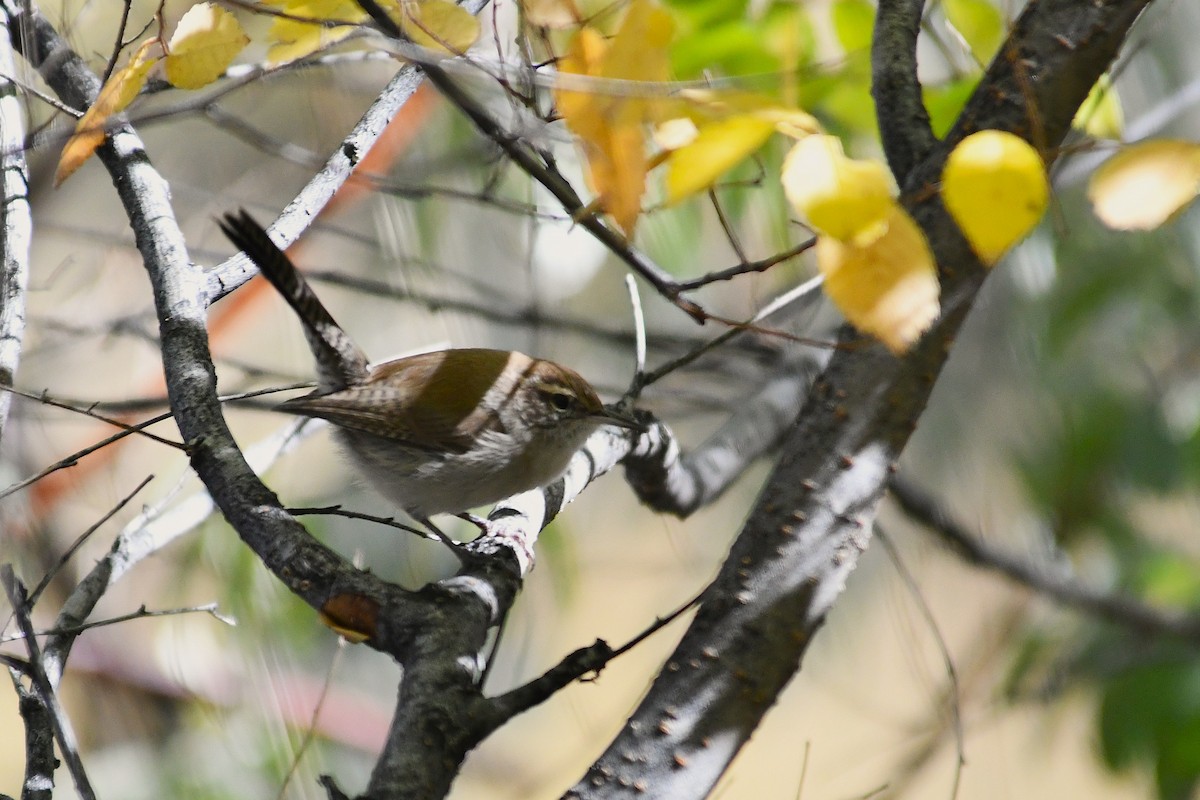 Bewick's Wren - ML643801204