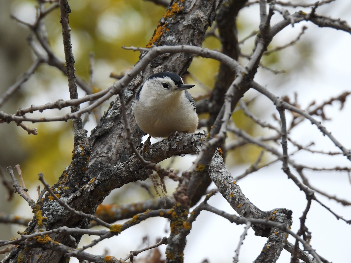 White-breasted Nuthatch - ML643801206