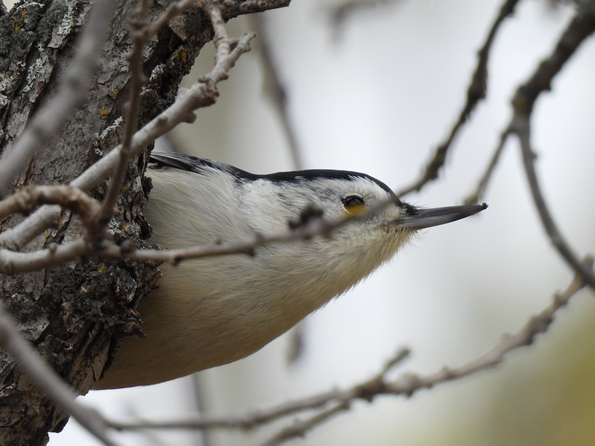 White-breasted Nuthatch - ML643801211