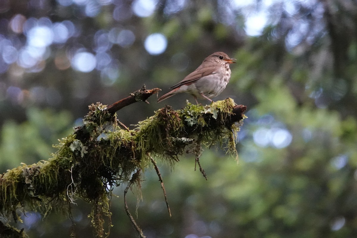 Einsiedler-Musendrossel - ML643801217