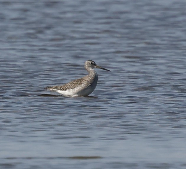 Greater Yellowlegs - ML643801230