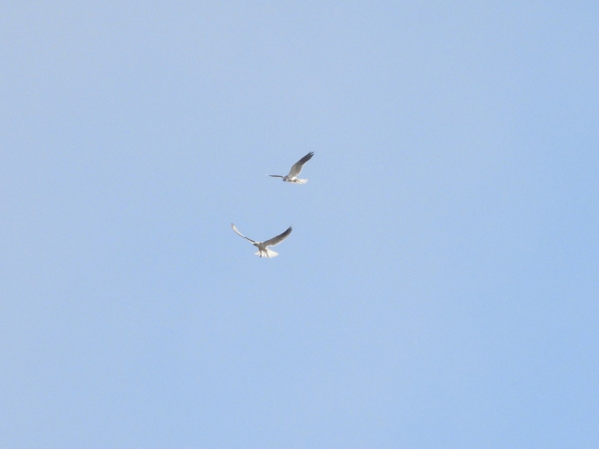 White-tailed Kite - ML643801240