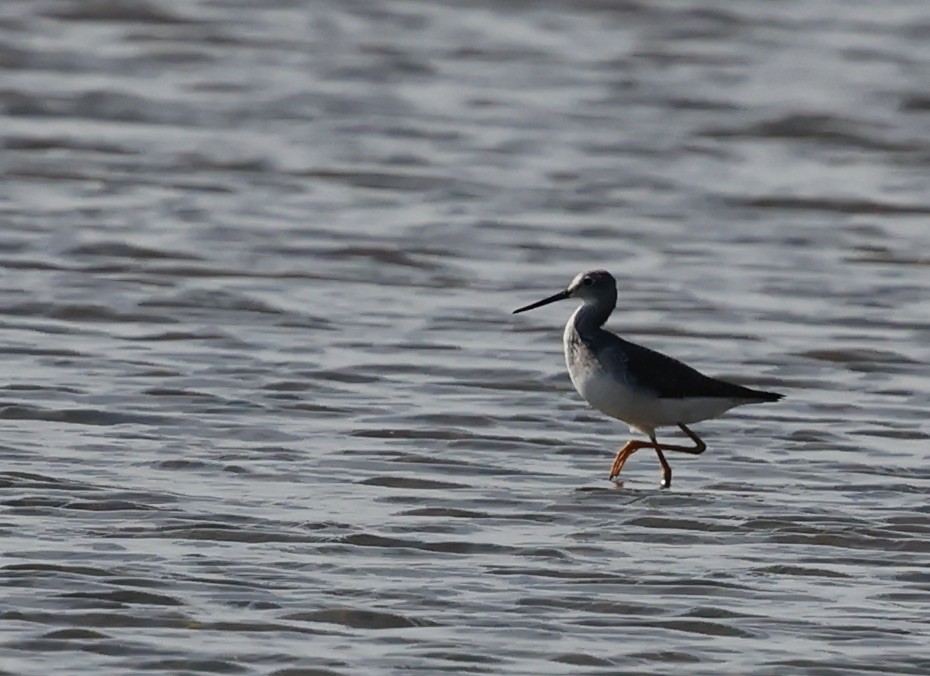 Greater Yellowlegs - ML643801243