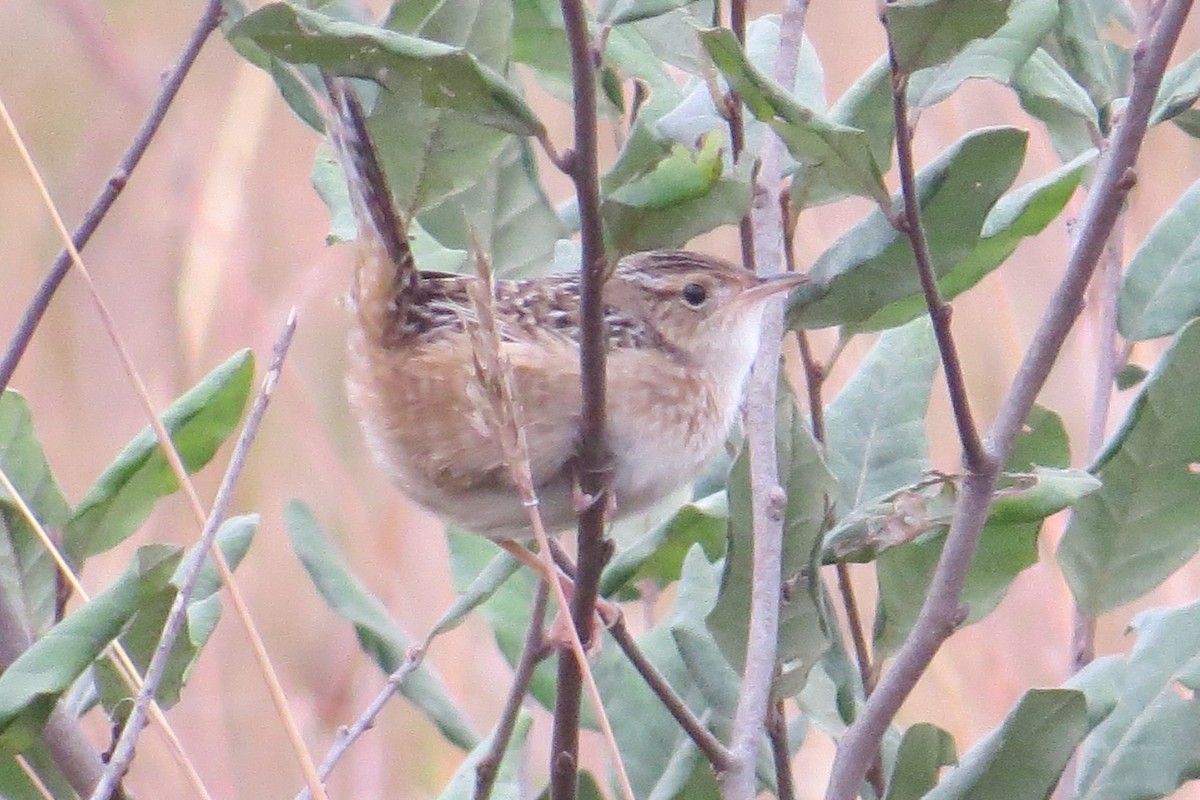 Sedge Wren - ML643801261