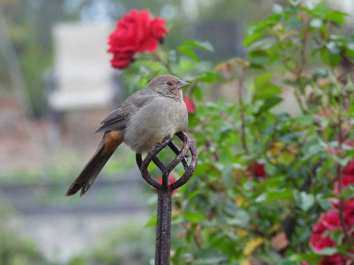California Towhee - ML643801267
