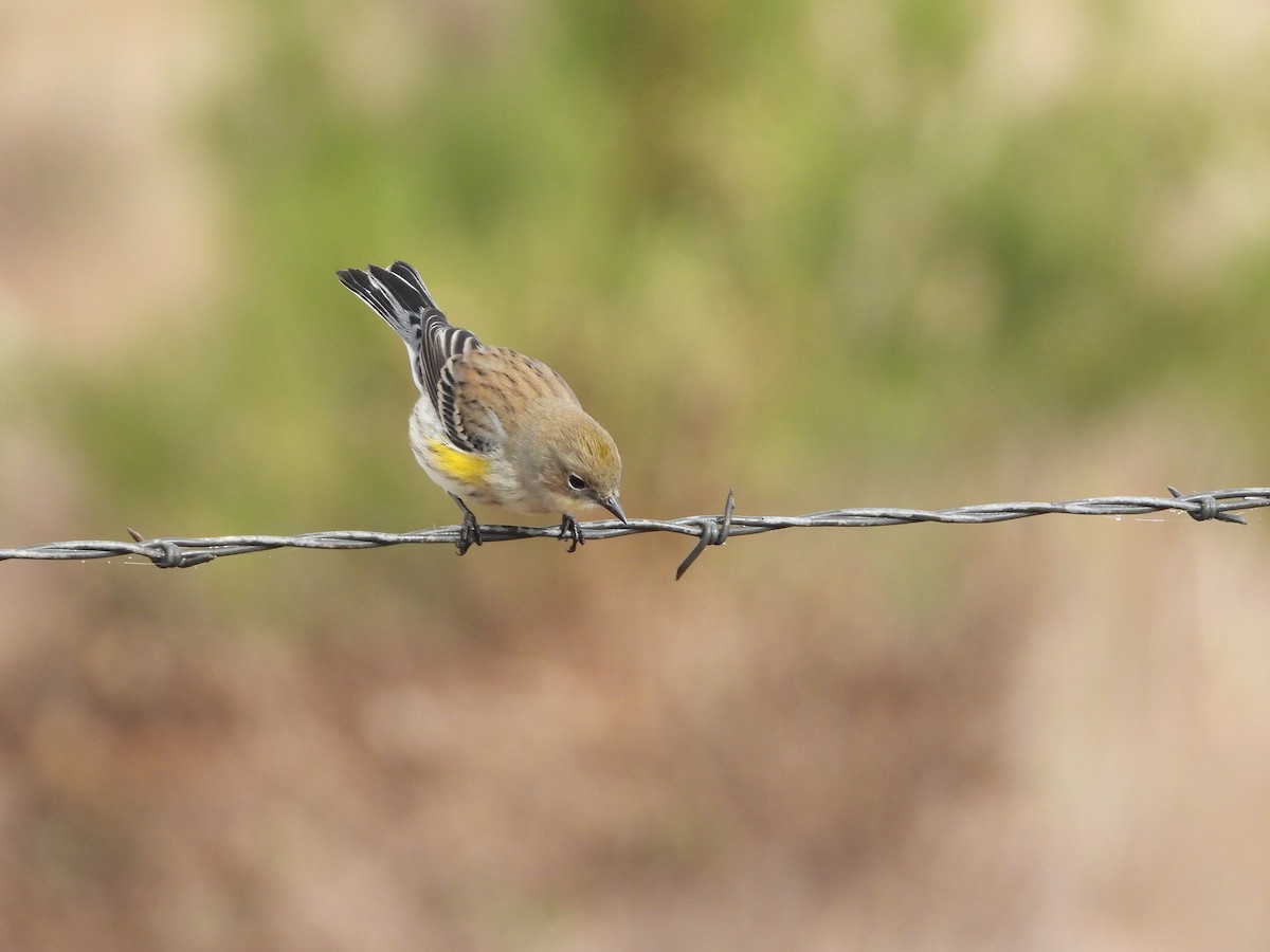 Yellow-rumped Warbler - ML643801271
