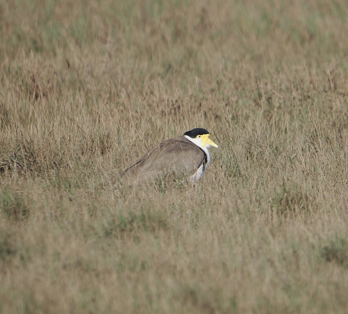 Masked Lapwing - ML643801272