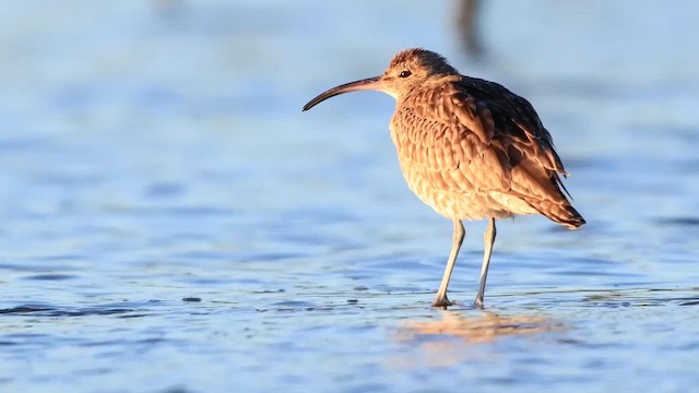 Kurlinta bekainduna (siberiarra) - ML643801273
