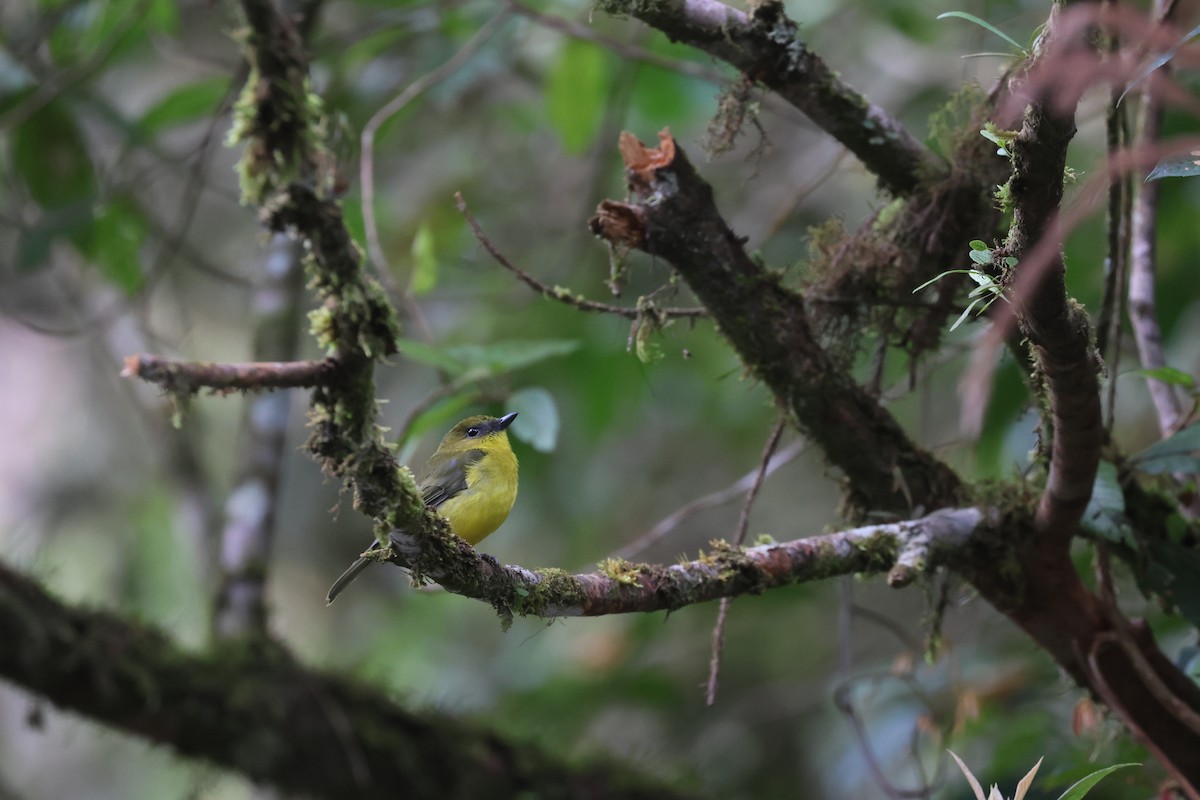 Bornean Whistler - ML643801277