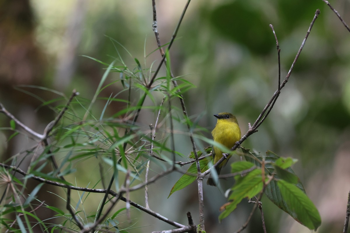 Bornean Whistler - ML643801278
