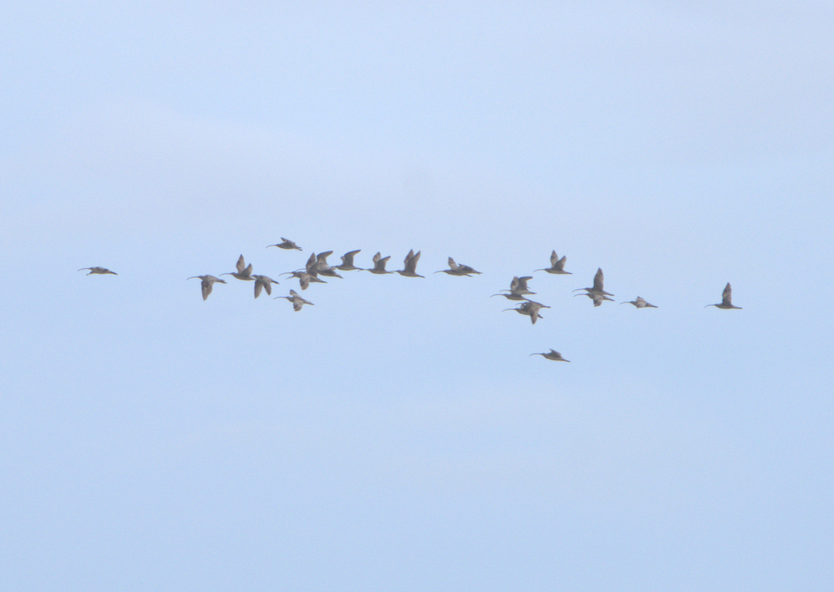 Far Eastern Curlew - ML643801287