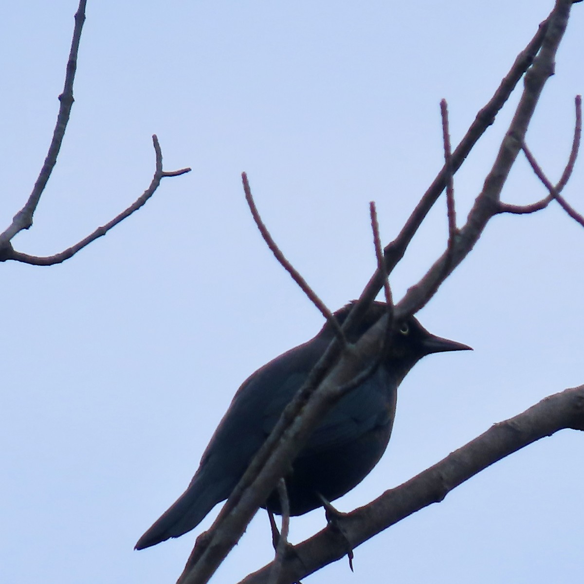 Rusty Blackbird - ML643801296
