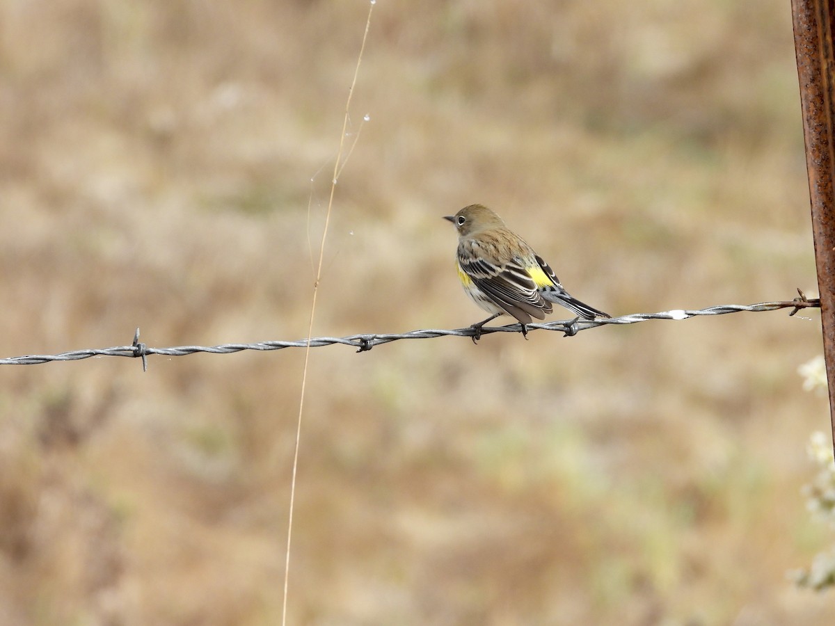 Yellow-rumped Warbler - ML643801318