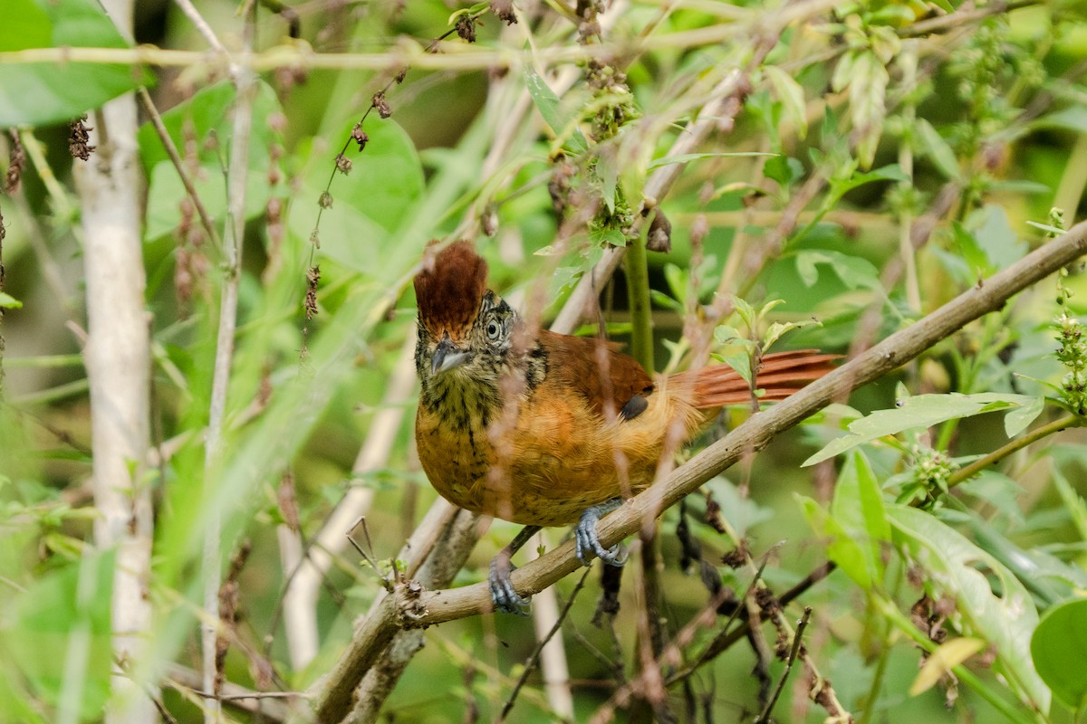 Batará Barrado (grupo doliatus) - ML643801340