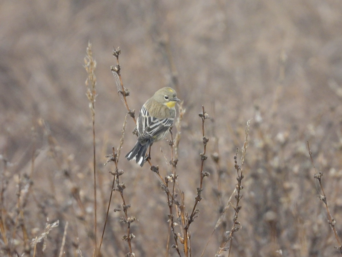 Yellow-rumped Warbler - ML643801341