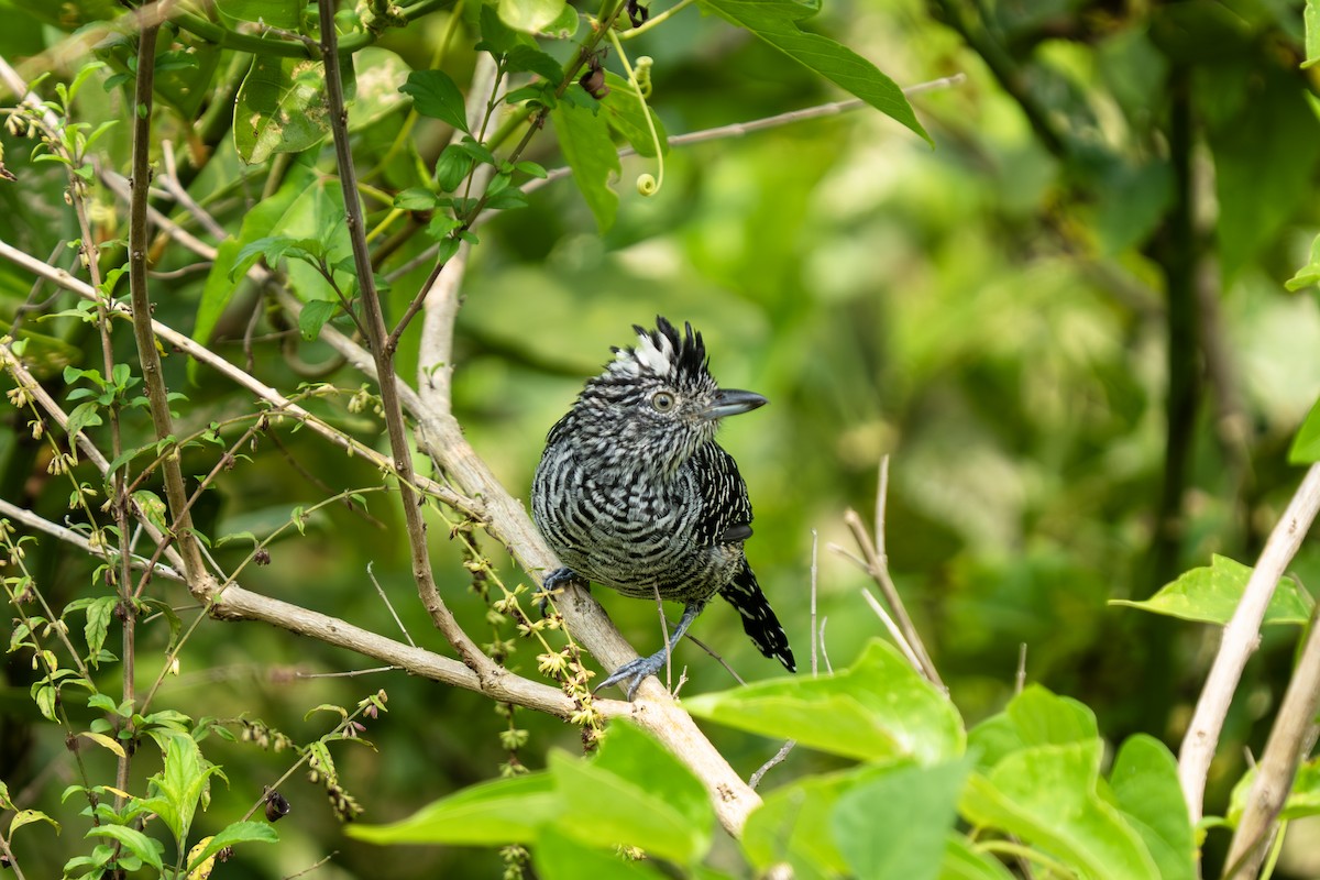 Batará Barrado (grupo doliatus) - ML643801343