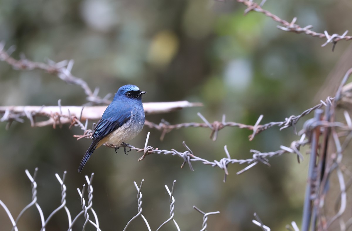 Indigo Flycatcher (Rufous-vented) - ML643801350
