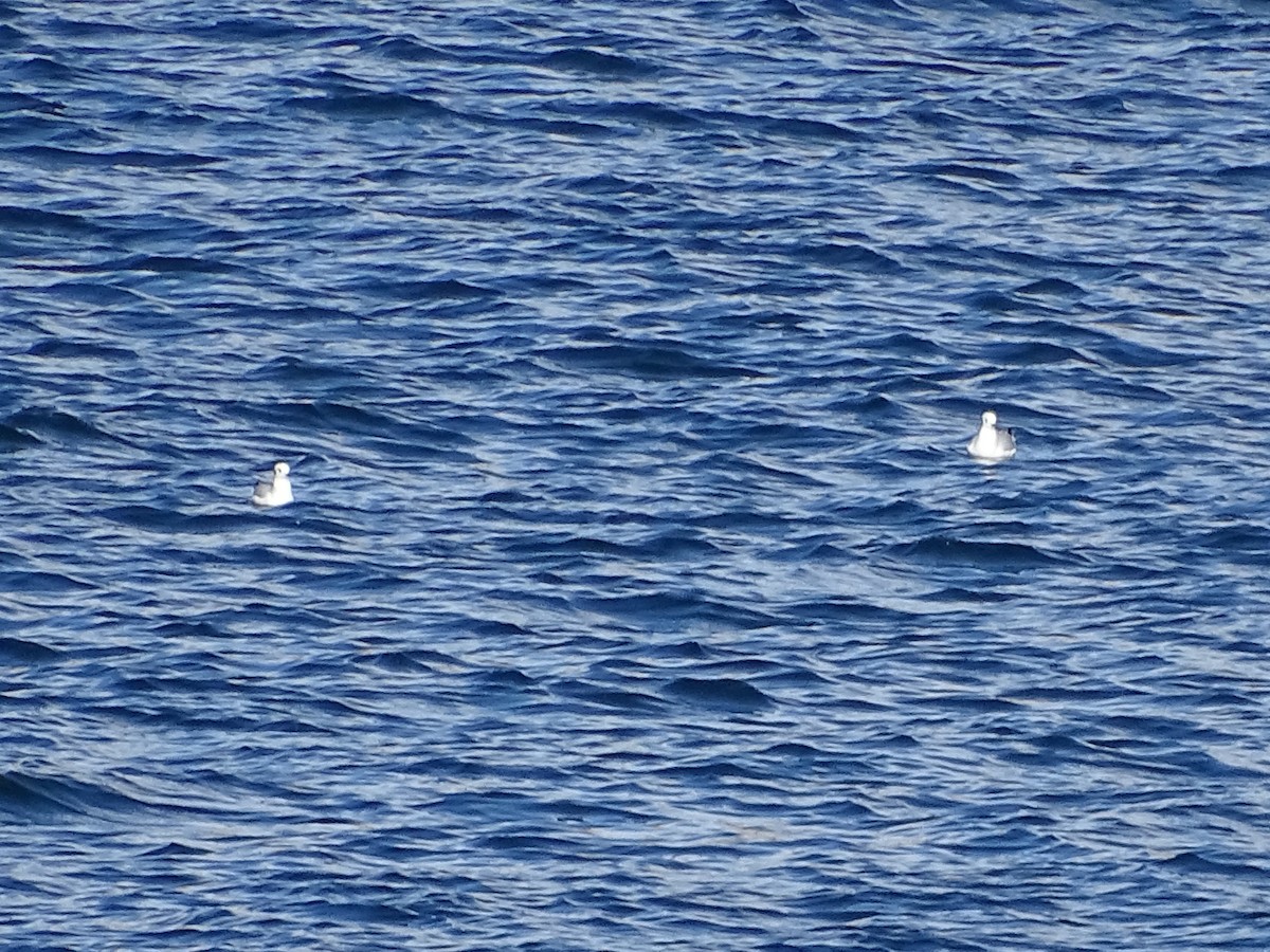 Bonaparte's Gull - ML643801352