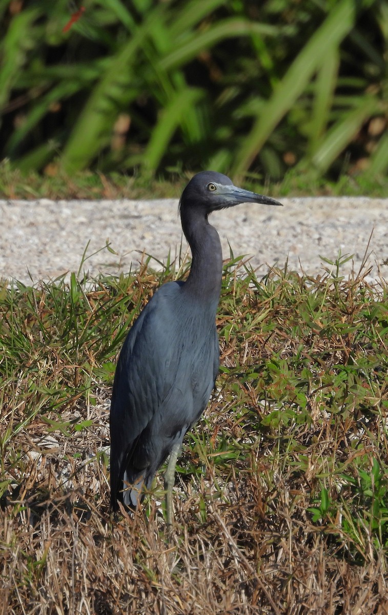 Little Blue Heron - ML643801354
