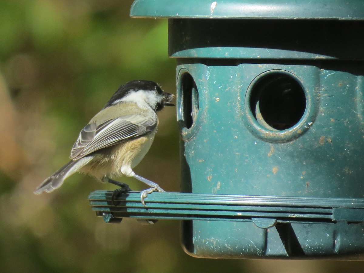 Black-capped Chickadee - ML643801365