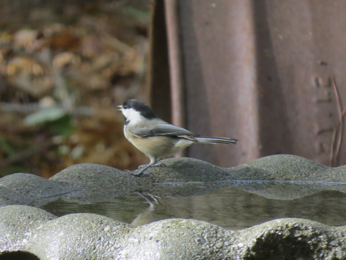 Black-capped Chickadee - ML643801366