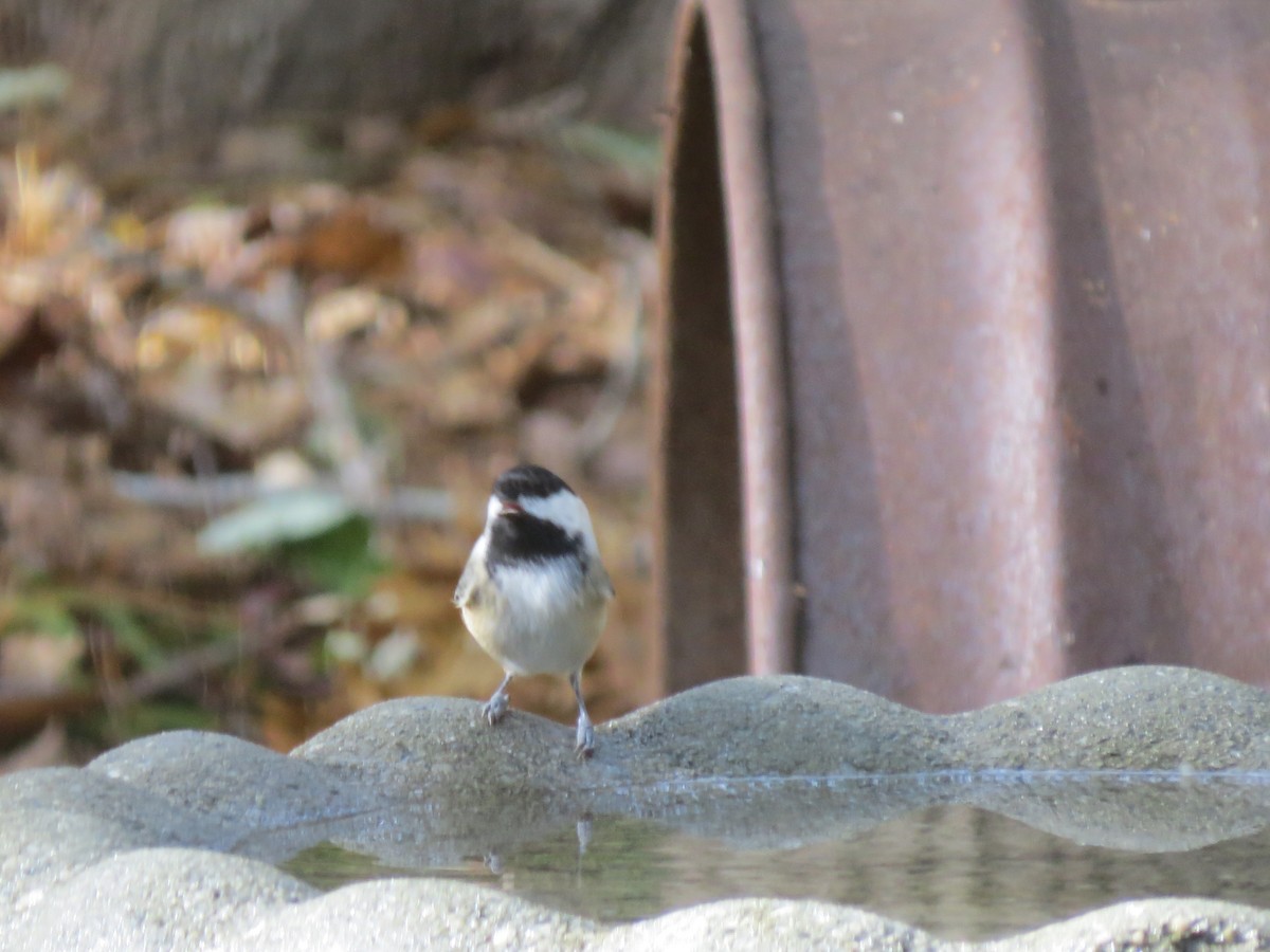 Black-capped Chickadee - ML643801367