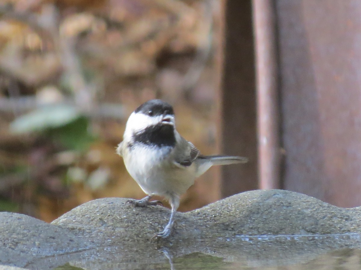Black-capped Chickadee - ML643801368