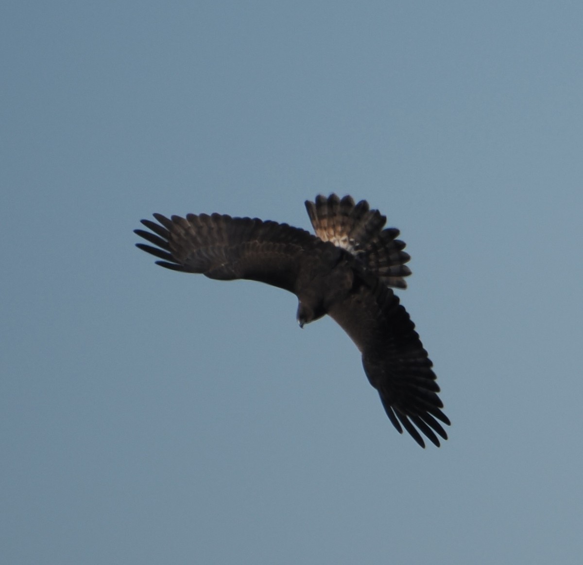Swamp Harrier - ML643801381
