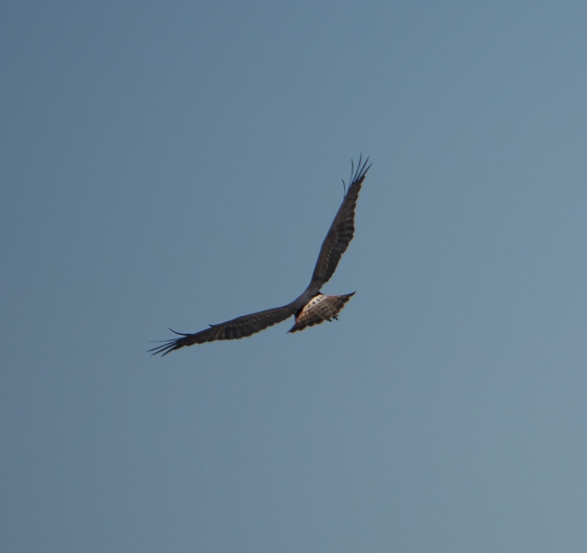 Swamp Harrier - ML643801382