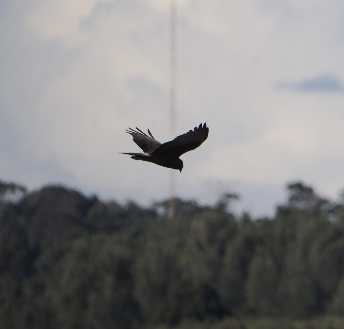 Swamp Harrier - ML643801383