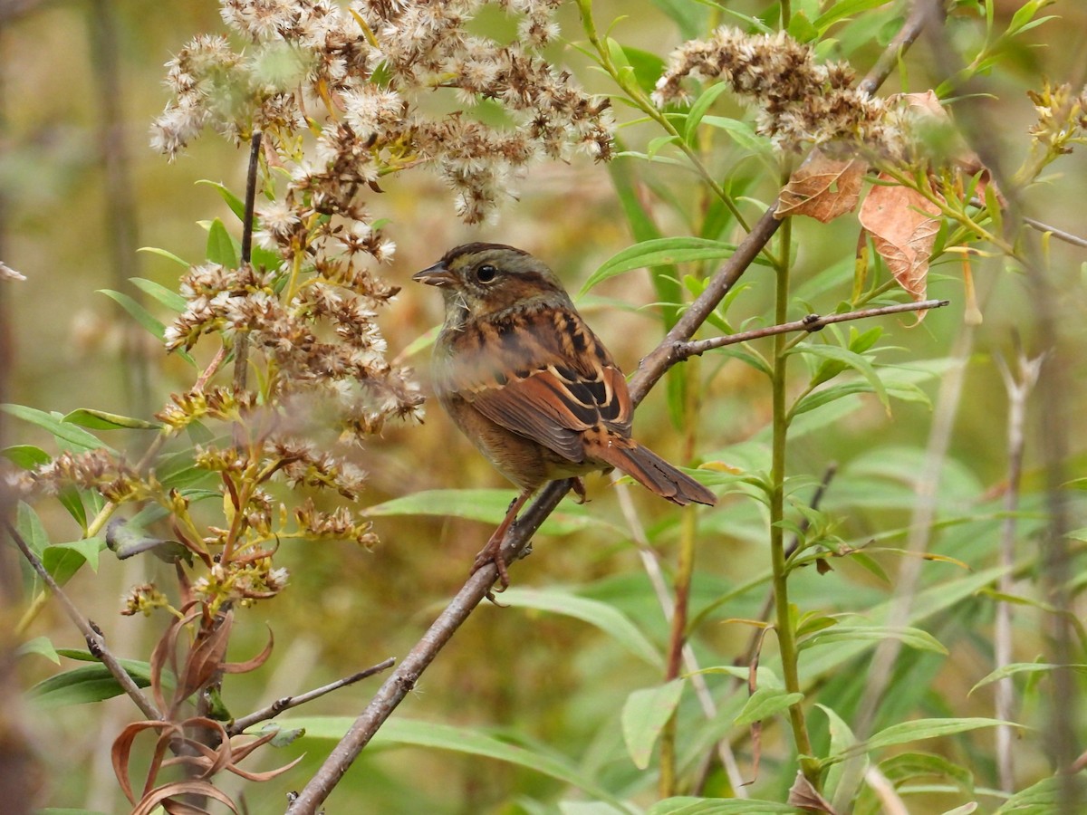 Swamp Sparrow - ML643801389