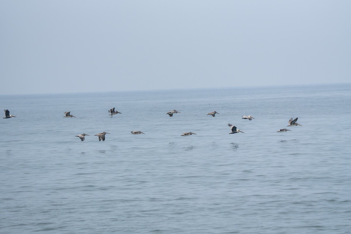 pelikán hnědý (ssp. carolinensis) - ML643801391