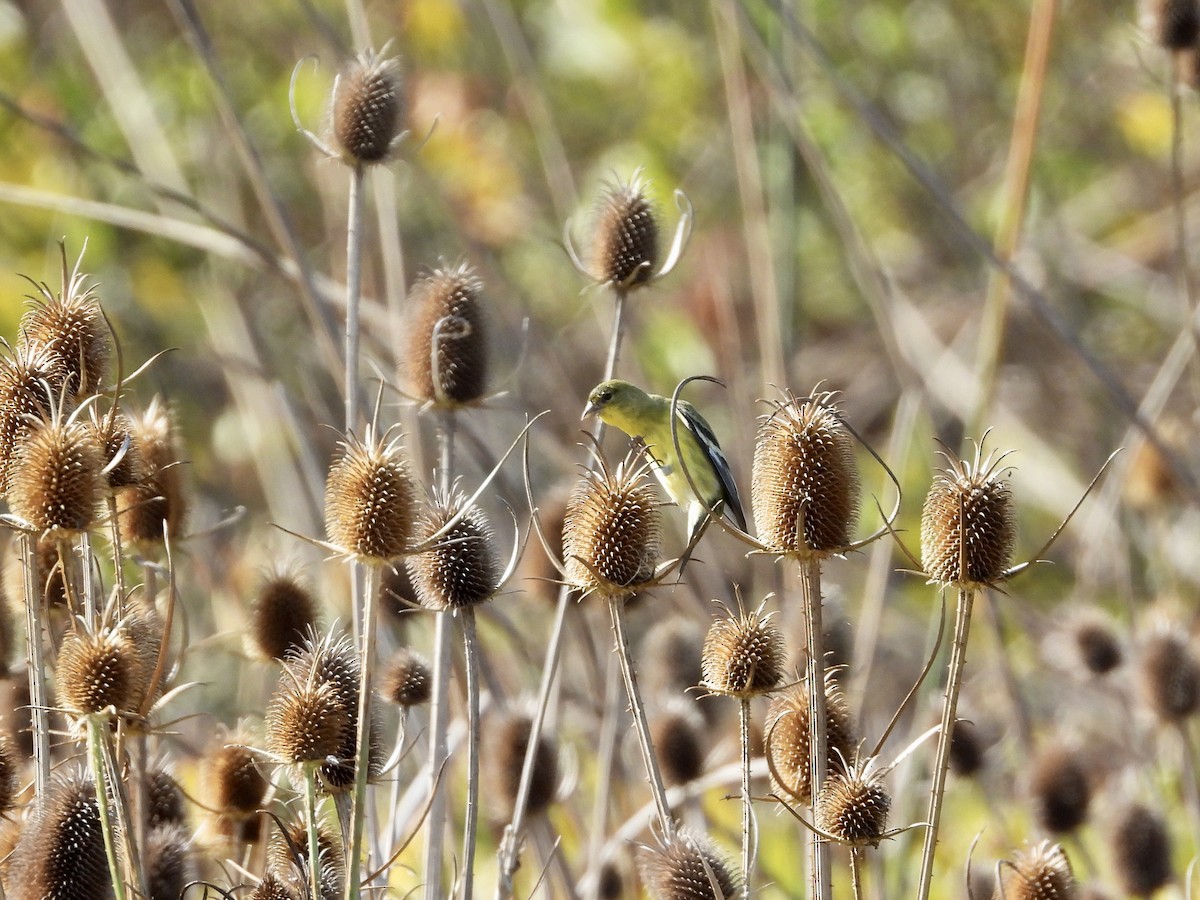 Lesser Goldfinch - ML643801409